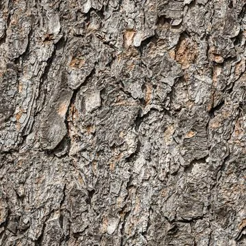 Seamless pattern of texture of brown bark of old tree with knots and cracks i Stock Photos