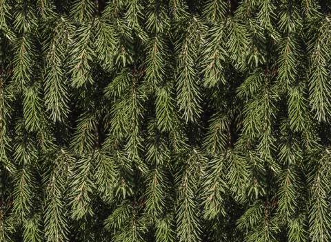 A seamless pattern texture of brown twigs of a fir-tree with green spruce nee Stock Photos