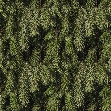 A seamless pattern texture of brown twigs of a fir-tree with green spruce nee Stock Photos