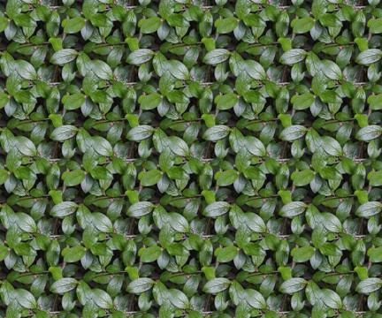 Seamless pattern texture of bush branch with green leaves Fotos Stock