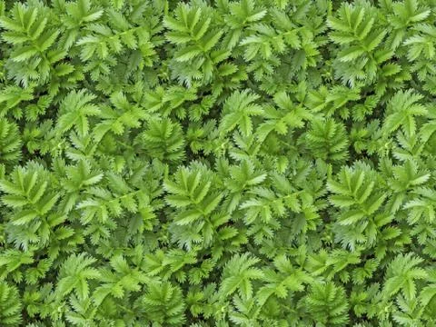 A seamless pattern texture of green carved leaves Stock Photos