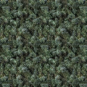 A seamless pattern texture of twigs of a fir-tree with blue and green spruce Stock Photos