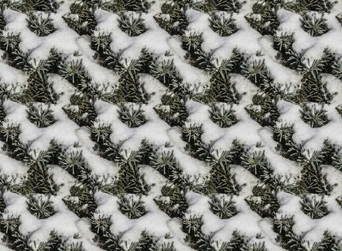 A seamless pattern texture of twigs of a fir-tree with blue and green spruce Stock Photos