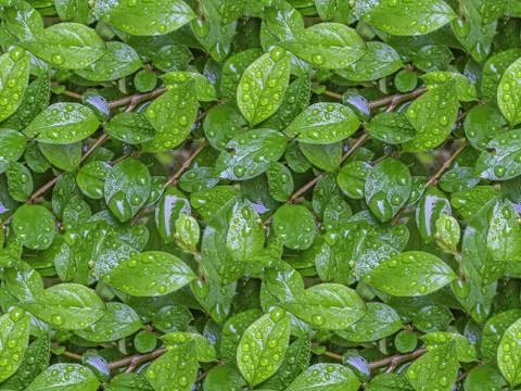 Seamless pattern texture of wet bush branch with green leaves Stock Photos