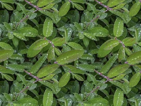 Seamless pattern texture of wet bush honeysuckle branch with green leaves Stock Photos