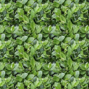 Seamless pattern texture of wet cotoneaster bush branch with green leaves and Stock Photos