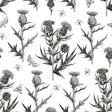 Seamless pattern with thistle flowers and buds. Ink hand-drawn detailed Stock Illustration