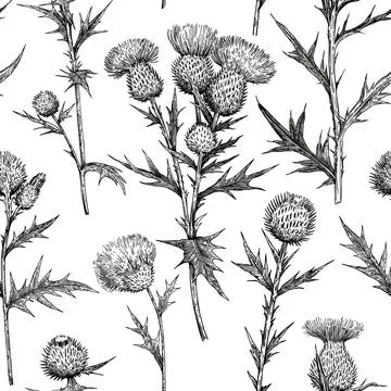 Seamless pattern with thistle flowers and buds. Ink hand-drawn detailed ill.. Stock Illustration