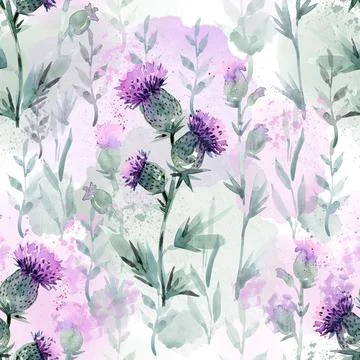 Seamless pattern with thistle flowers on a white background. A pattern with Stock Illustration