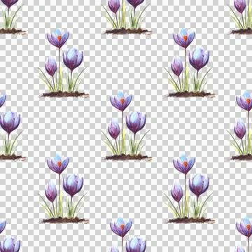 Seamless pattern of three Crocus flowers, hand painted watercolor illustration Stock Illustration