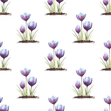 Seamless pattern of three Crocus flowers, hand painted watercolor illustration 스톡 일러스트