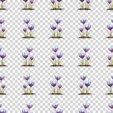 Seamless pattern of three Crocus flowers, hand painted watercolor illustration Stock Illustration