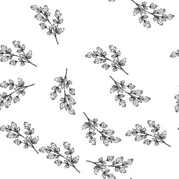 Seamless pattern top parsley sketch hand drawn 库存插图