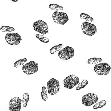 Seamless pattern truffle mushroom sketch hand drawn 스톡 일러스트