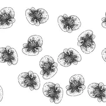 Seamless pattern tuberhybrida begonia sketch hand drawn Illustrazione stock