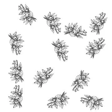Seamless pattern vanilla spice sketch hand drawn Stock Illustration