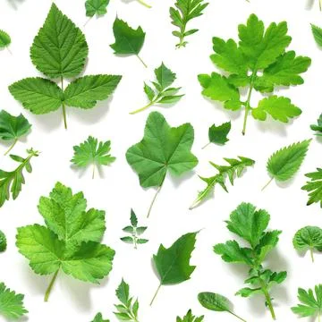 Seamless pattern of various natural green leaves on a white background, as a  Stock Photos