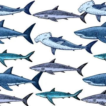 Seamless pattern with various sharks, great white shark, hammerhead shark a.. Stock-Illustration