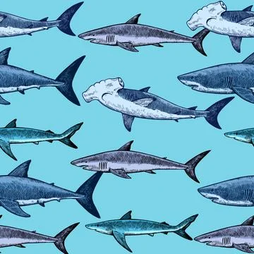 Seamless pattern with various sharks, great white shark, hammerhead shark a.. Stock Illustration