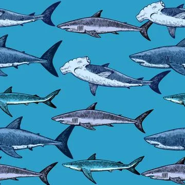 Seamless pattern with various sharks, great white shark, hammerhead shark a.. Stock Illustration