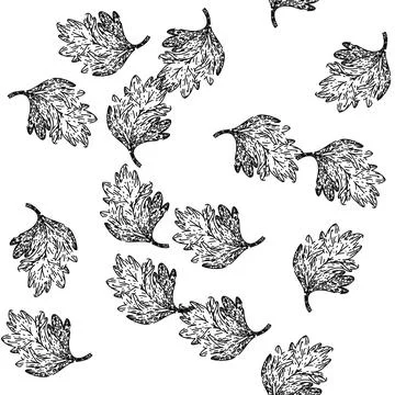 Seamless pattern vector chervil sketch hand drawn 库存插图