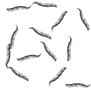 Seamless pattern vegetable geen beans sketch hand drawn Stock Illustration
