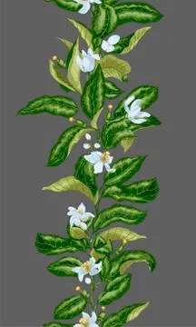 Seamless pattern with vertical line of citrus branch with blooming flowers an Stock Illustration