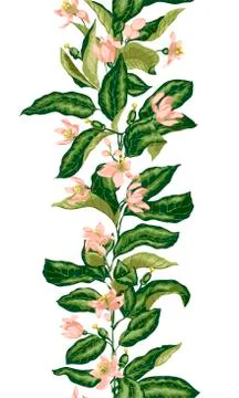 Seamless pattern with vertical line of citrus branch with blooming flowers an Stock Illustration