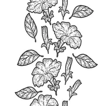 Seamless pattern vertically, line of flowers petunia. Sketch scratch board Stock Illustration