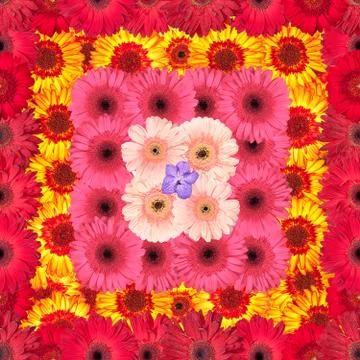 Seamless pattern from vibrant gerbera flowers Stock Illustration
