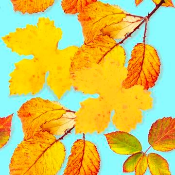 A seamless pattern of vibrant yellow and orange autumn leaves on a teal blue Foto stock