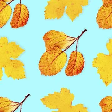 A seamless pattern of vibrant yellow and orange autumn leaves on a teal blue Foto stock