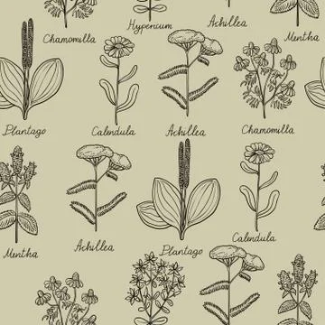 Seamless pattern with vintage botanical illustrations of medicinal herbs. Illustrazione stock