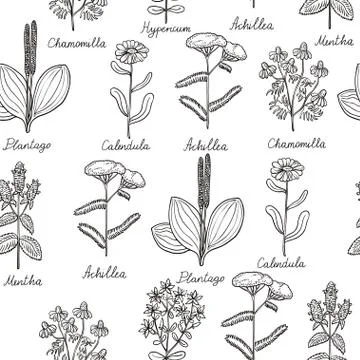 Seamless pattern with vintage botanical illustrations of medicinal herbs. Stock Illustration