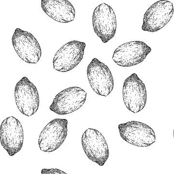 Seamless pattern vintage pecan nut sketch hand drawn Stock Illustration