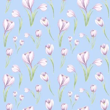 Seamless pattern from violet crocuses with green leaves on a blue background Stock Illustration