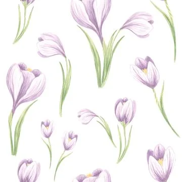 Seamless pattern from violet crocuses with leaves on a white background. Hand Stock Illustration