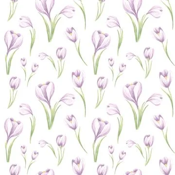 Seamless pattern from violet crocuses with leaves on a white background. Hand Stock Illustration