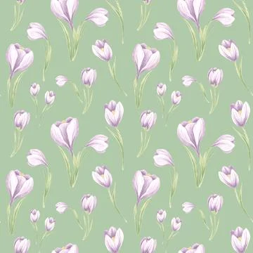 Seamless pattern from violet crocuses with leaves on a green background. Hand Stock Illustration