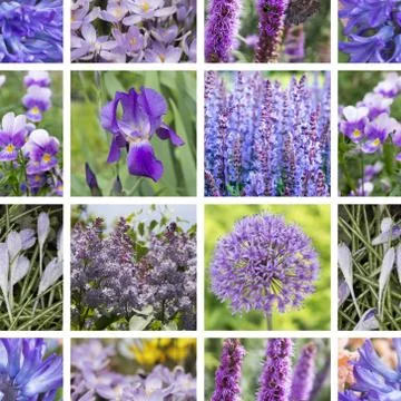 Seamless pattern of violet  flowers Stock Photos