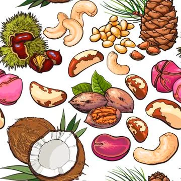 Seamless pattern of walnut, coconut, cashew, kola, pine, Brazil nuts Stock Illustration