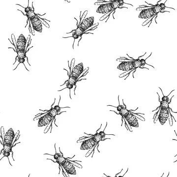 Seamless pattern Wasp insect line art drawing on white background Stock Illustration