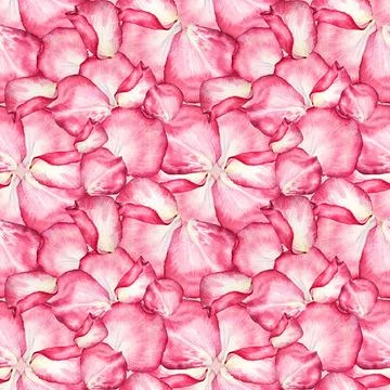 Seamless pattern watercolor background with pink white rose petal. Hand-drawn Stock Illustration
