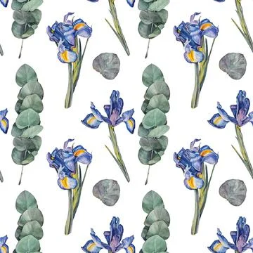 Seamless pattern watercolor eucalyptus and iris on white background. Hand-drawn Stock Illustration