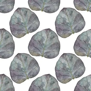 Seamless pattern watercolor eucalyptus leaf on white background. Hand-drawn Stock Illustration