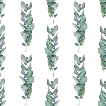 Seamless pattern watercolor eucalyptus on white background. Hand-drawn botanical Stock Illustration
