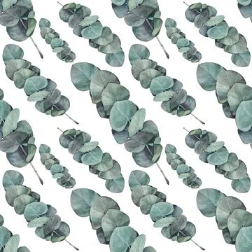 Seamless pattern watercolor eucalyptus on white background. Hand-drawn botanical Stock Illustration