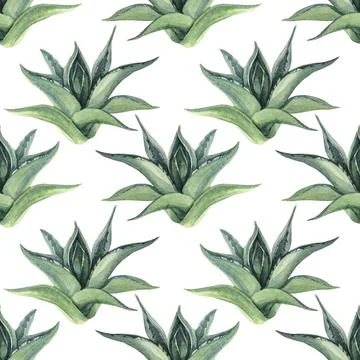 Seamless pattern watercolor hand-drawn green succulent haworthia home plant on Stock Illustration