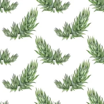 Seamless pattern watercolor hand-drawn green succulent haworthia home plant on Stock Illustration