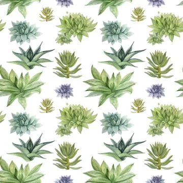 Seamless pattern watercolor hand-drawn green succulent haworthia, aloe vera home Stock Illustration